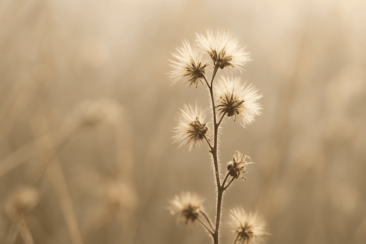 Choosing Botanical Actives for Restraint